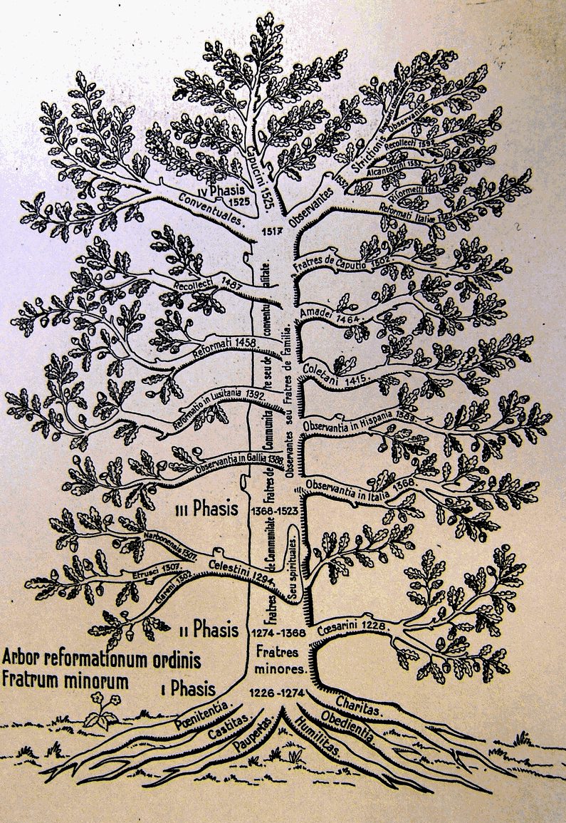 arbre franciscain